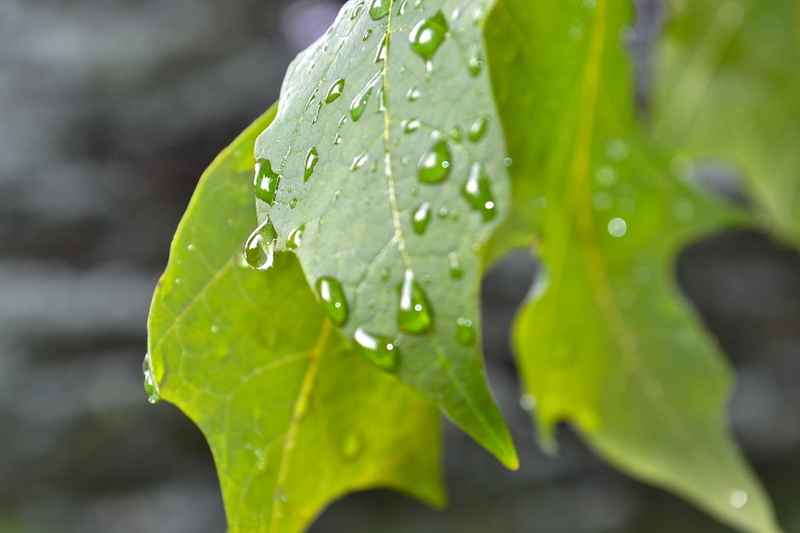 Illustration for article titled Pictures After a Rainstorm
